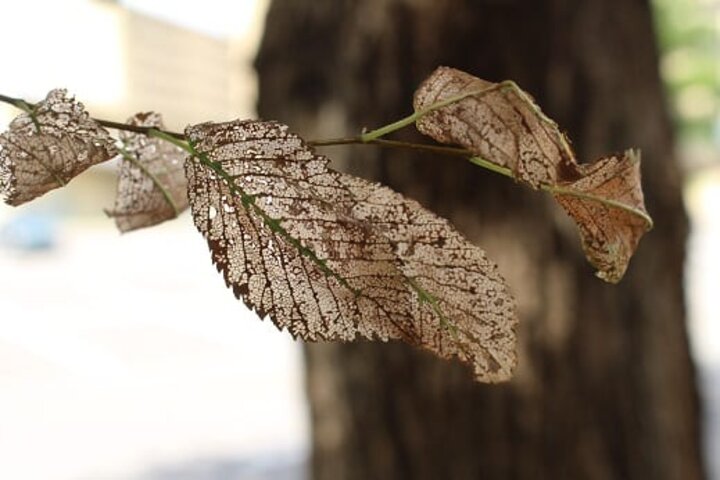 Delicate brown leaves with intricate veins on a branch, blurred tree trunk in the background.
