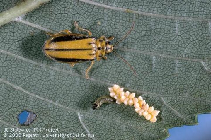 Yellow beetle on a leaf next to small worm and cluster of yellow eggs.