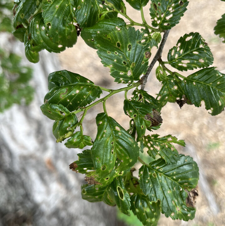 Green leaves with numerous holes and damage against a blurred outdoor background.