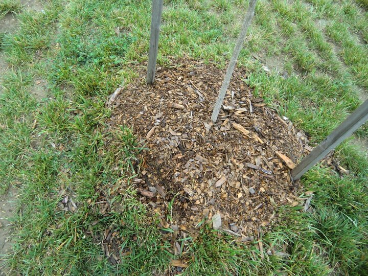 Photo of mulch around a tree