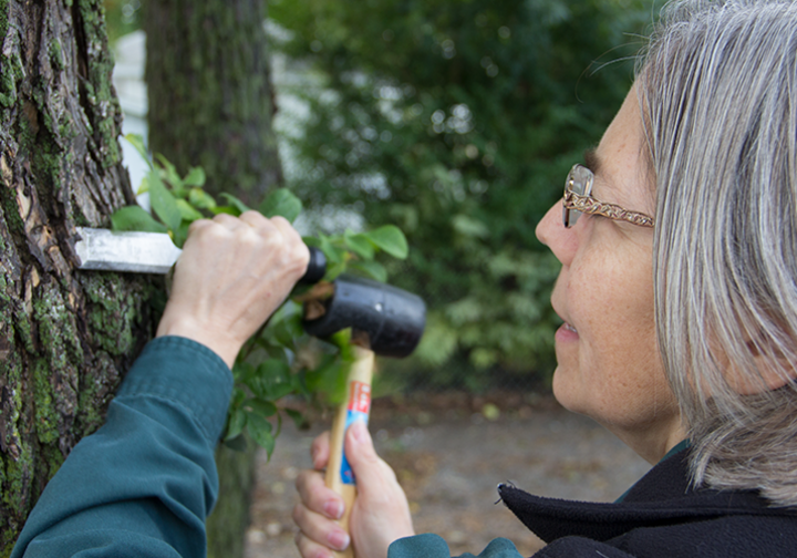 Photo of a forest health specialist checking for EAB galleries