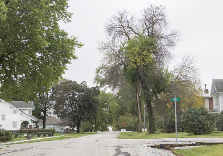 A photo of a declining ash tree
