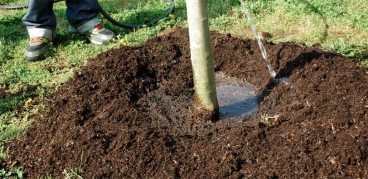 Photo of someone watering a tree