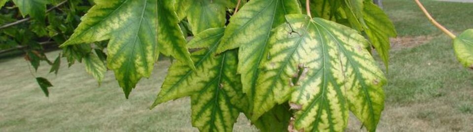 Closeup of maple leafs on a tree.