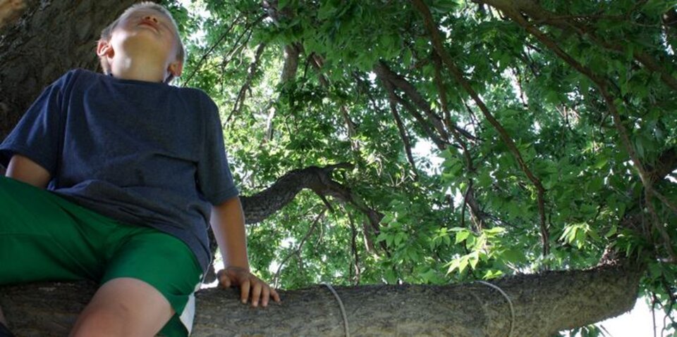 A yound child sits on the branch of a tree.