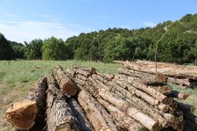 Cedar logs stacked.