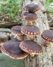Mushrooms growing on an inoculated log. 
