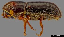 Walnut Twig Beetle under a microscope. 