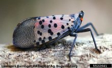 Spotted lanternfly adult 