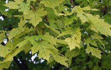 Photo of tree with Chlorosis.
