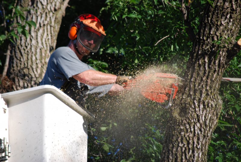 Person chainsawing a tree. 