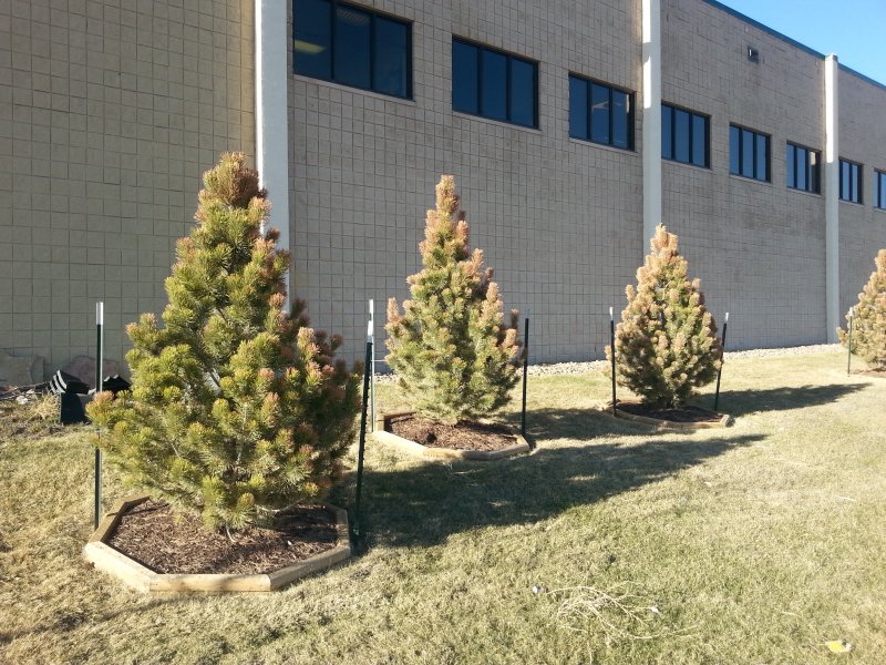 Tips of pine trees are damaged due to freeze damage from the previous season.