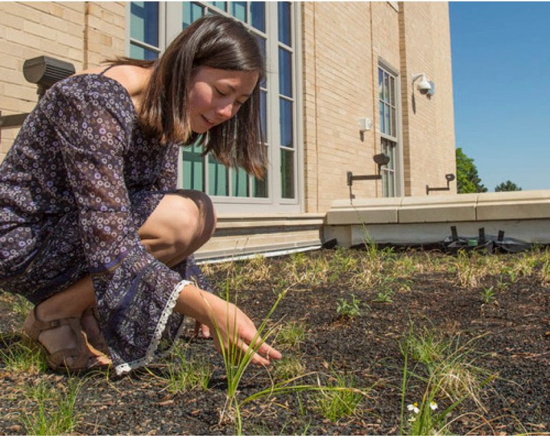 A University of Nebraska-Lincoln student looks over the grasses in a “green roof” at the University’s East Campus.