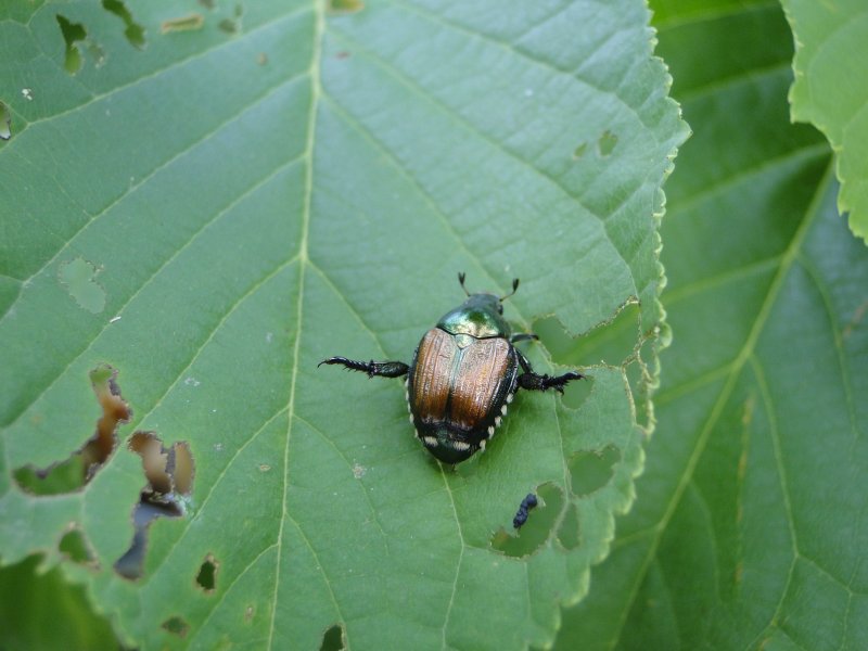 Closeup of an adult Japanese beetle. 