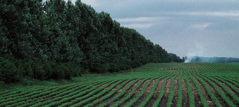 Photo of windbreak alongside a soybean field