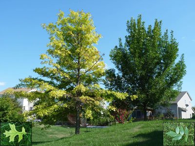 Photo of tree with Clorosis