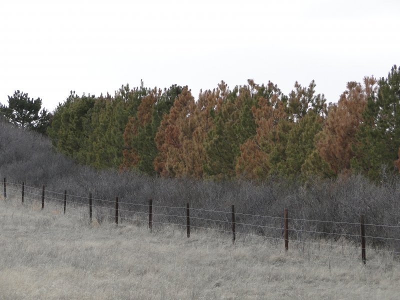 Photo of a pine windbreak, north of Lisco, Nebraska.