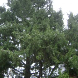 Eastern Redcedar tree. 