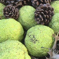 Osage Orange fruit is roughly the size of a softball. 
