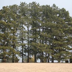 Ponderosa pine is a rapidly growing tree.