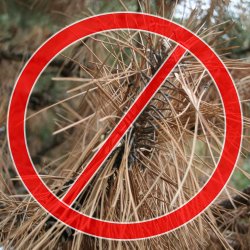 Scotch pine is no longer recommended for planting in Nebraska. 