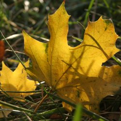 Norway Maple leaf in grass