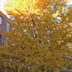 Ginkgo tree's brilliant yellow leaves. 