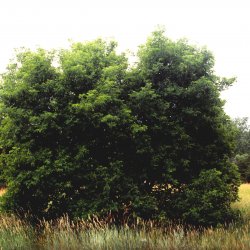 Boxelder Maple tree in the summer. 