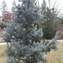 Immature blue spruce. 