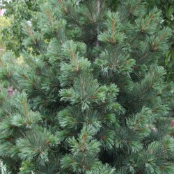 Limber pine tree